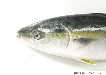 ブリ 鰤 の幼魚 半身横 イナダ 出世魚の若魚の名称の写真素材