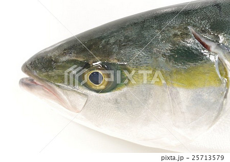 ブリ 鰤 の幼魚 頭部 イナダ 出世魚の若魚の名称の写真素材 25713579 Pixta