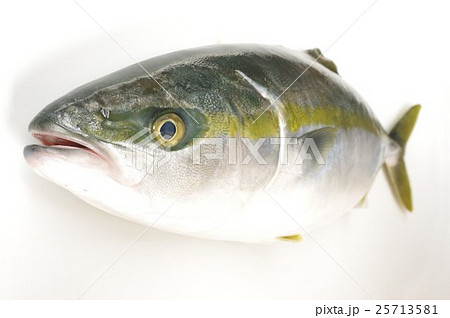 ブリ 鰤 の幼魚 イナダ 俯瞰横 出世魚の若魚の名称の写真素材