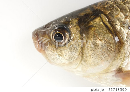 ギンブナ(フナ) 頭部 一般的なフナの総称 ギンブナ(フナ) 頭部 一般的なフナの総称 25713590