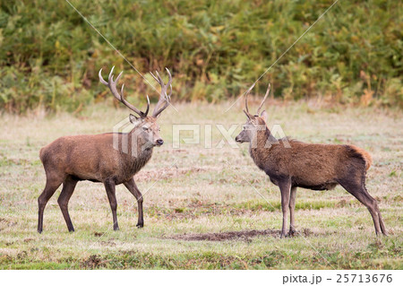 Red Deer Stag 25713676