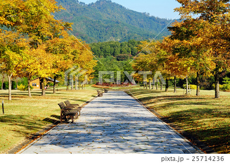 太平山リゾート公園のハルニレ 25714236