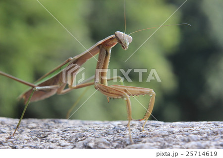 カマキリ カマキリ 25714619