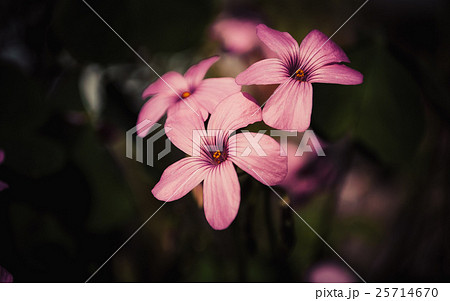 pink oxalis flower close up 25714670
