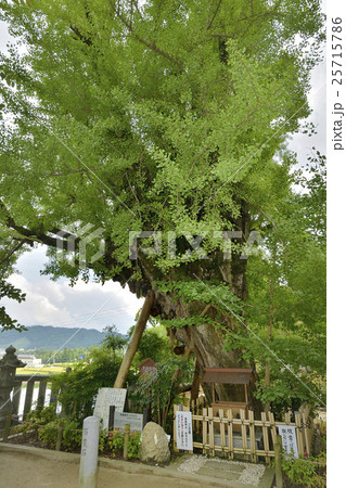 乳銀杏 葛城一言主神社 乳銀杏 葛城一言主神社 25715786