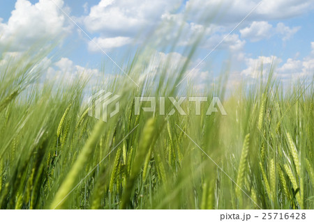 View of the horizon and the sky with clouds View of the horizon and the sky with clouds 25716428
