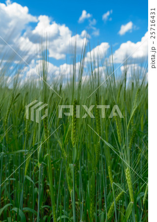 Blue cloudy sky through the ears of rye (wheat) Blue cloudy sky through the ears of rye (wheat) 25716431