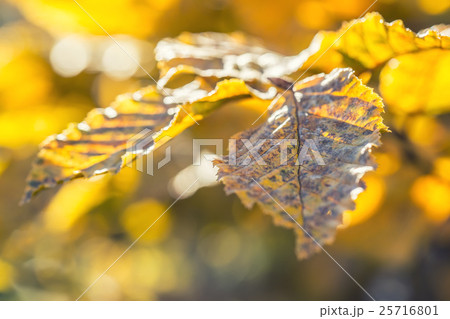 Autumn leaves in autumn colours and lights. Fall. 25716801