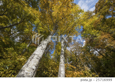 鎌池のブナ林紅葉 鎌池のブナ林紅葉 25716999
