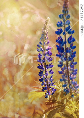 flowers lupine 25717047