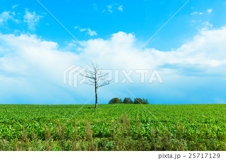 女満別の農村風景 25717129