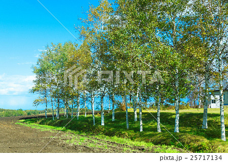 白樺の林 白樺の林 25717134
