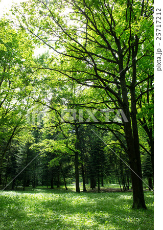 Green forest on a sunny spring day 25717212