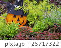 ハロウィン 25717322