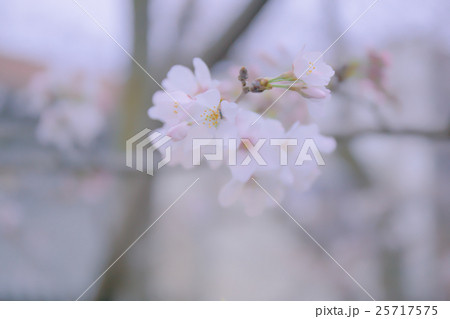 sakura flower are beginning to bloom sakura flower are beginning to bloom 25717575