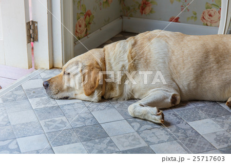 dog is sleeping beside the door. dog is sleeping beside the door. 25717603