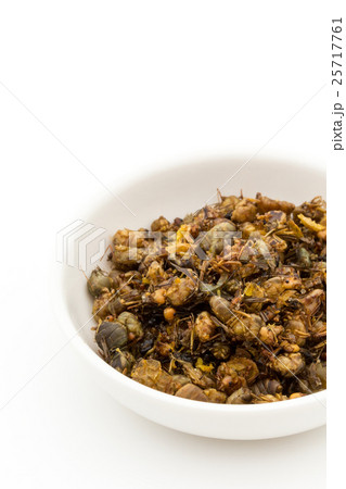 ウィーバーアリ(昆虫食): Queen Weaver Ants ウィーバーアリ(昆虫食): Queen Weaver Ants 25717761