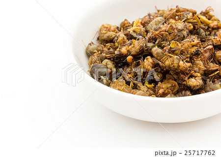 ウィーバーアリ（昆虫食）: Queen Weaver Ants 25717762