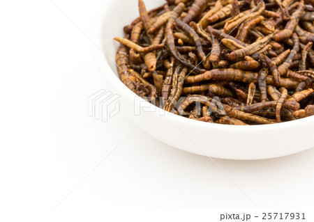 ミールワーム: Mealworm (larvae) ミールワーム: Mealworm (larvae) 25717931