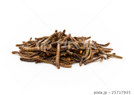 ミールワーム: Mealworm (larvae) 25717935
