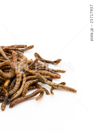 ミールワーム: Mealworm (larvae) 25717937