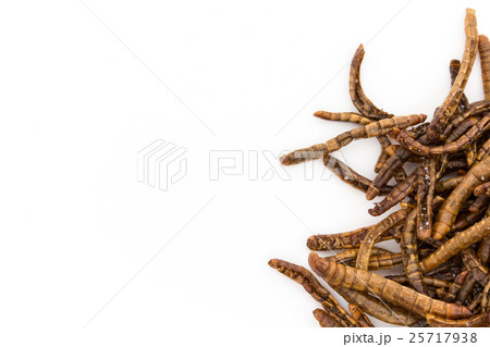 ミールワーム: Mealworm (larvae) ミールワーム: Mealworm (larvae) 25717938