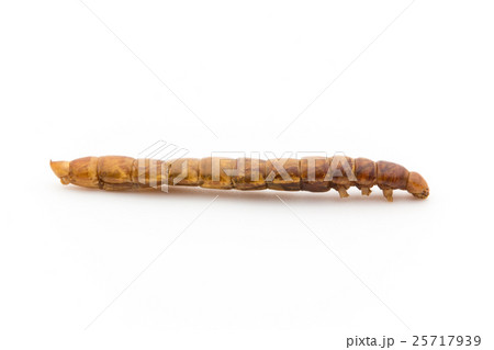 ミールワーム: Mealworm (larvae) 25717939