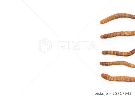 ミールワーム: Mealworm (larvae) ミールワーム: Mealworm (larvae) 25717942