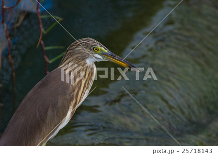 Chinese Pond Heron in the nature 25718143