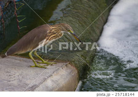 Chinese Pond Heron in the nature 25718144