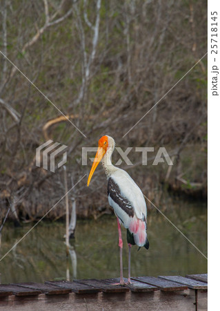 Painted stork, Mycteria leucocephala 25718145