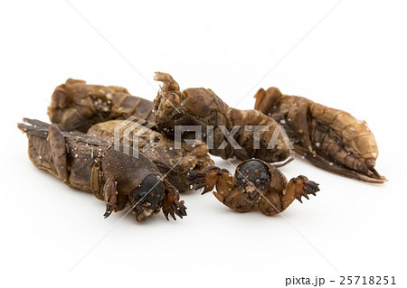 オケラ（昆虫食）: Mole cricket 25718251
