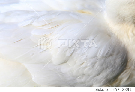 鳥の羽 バックグラウンド 鳥の羽 バックグラウンド 25718899