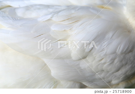 鳥の羽　背景 25718900