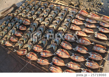 魚の干物 25719060
