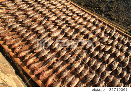 魚の干物 25719061