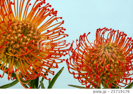 ピンクッション 25719176