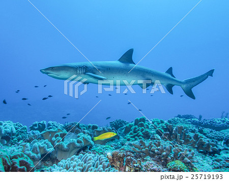 ネムリブカ ネムリブカ 25719193