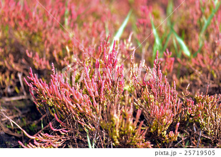 紅葉期のアッケシソウ 25719505