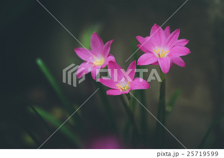 Beautiful rain lily flower. Zephyranthes Lily Beautiful rain lily flower. Zephyranthes Lily 25719599