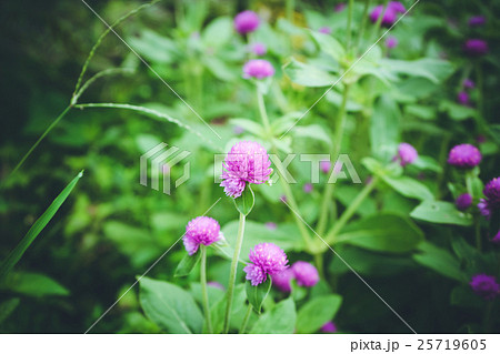Globe amaranth or Gomphrena globosa flower 25719605