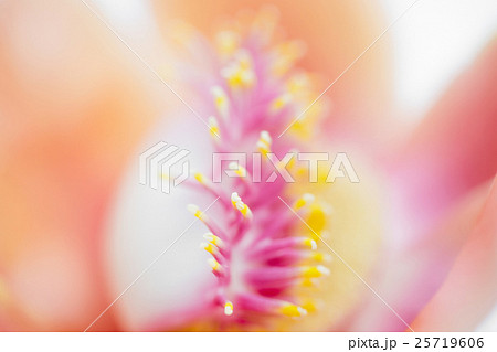 Closeup Cannonball flower of Cannonball Tree Closeup Cannonball flower of Cannonball Tree 25719606