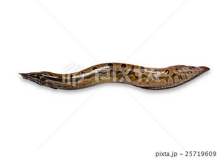 Bengal swamp eel fish or Indian eel fish 25719609