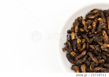 シロアリ(昆虫食): Flying Termites シロアリ(昆虫食): Flying Termites 25719711