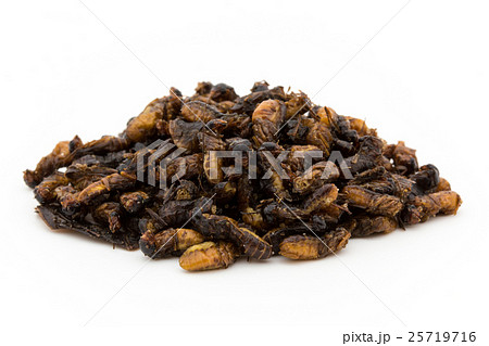 シロアリ(昆虫食): Flying Termites シロアリ(昆虫食): Flying Termites 25719716