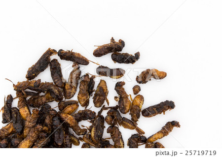 シロアリ（昆虫食）: Flying Termites 25719719