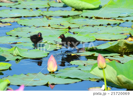 鷭の雛と蓮の花 25720069