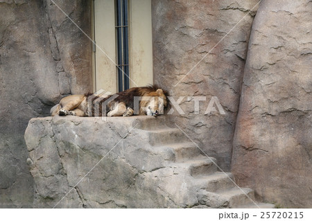 昼寝中のライオン 25720215