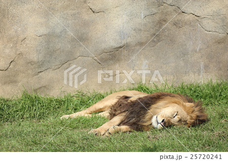 昼寝中のライオン 25720241