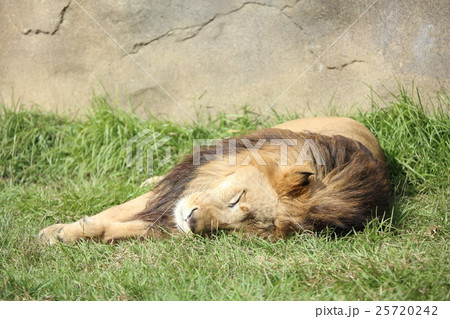 昼寝中のライオン 25720242